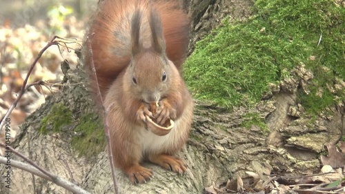 The squirrel eat walnut photo