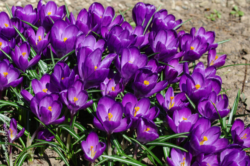 Violette Krokusse im Garten