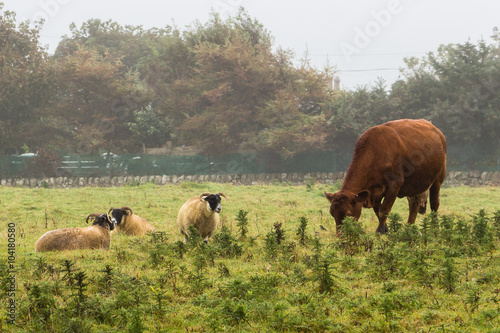 Cow and sheep grazing in a field