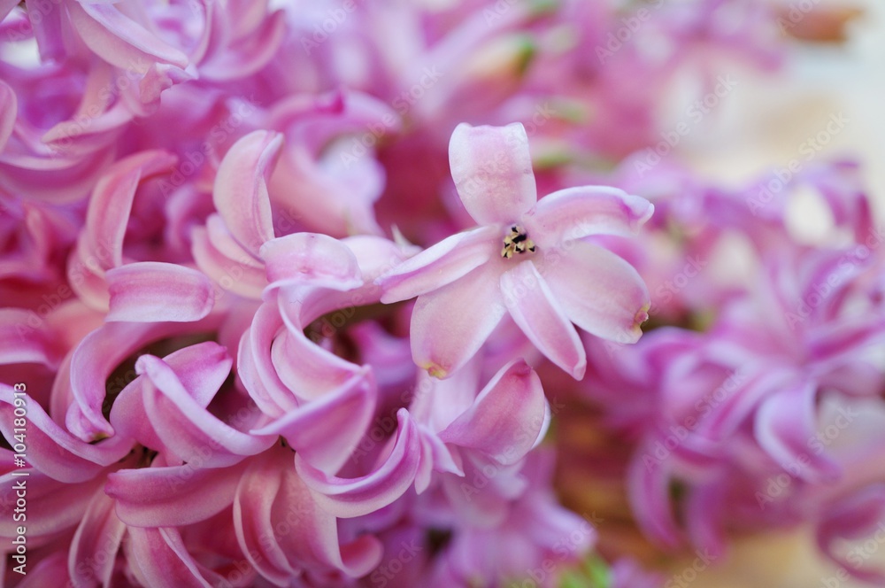Bouquet of fragrant pink hyacinth flowers