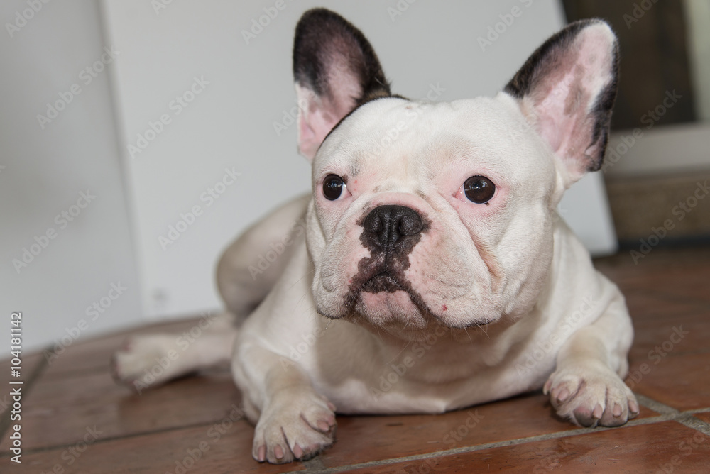 Front side French bulldog looks smart