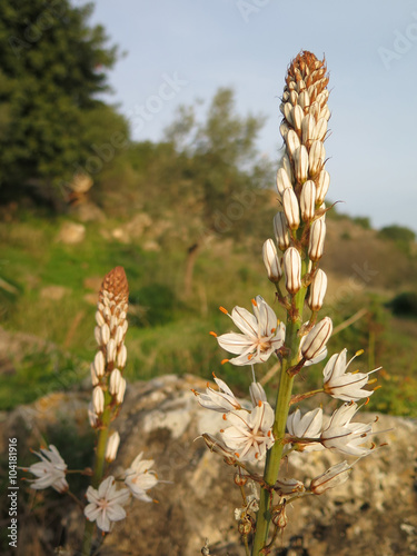 Wild Aspodelus Tenuifolius photo