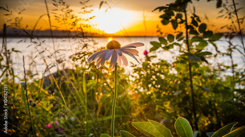 daisy by the river in the summer on a sunset background