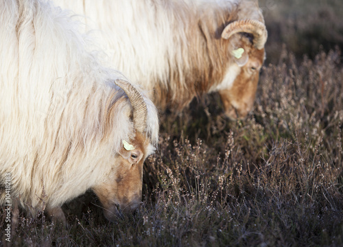 grazing horned sheep on the heath near Zeist and utrecht in the photo