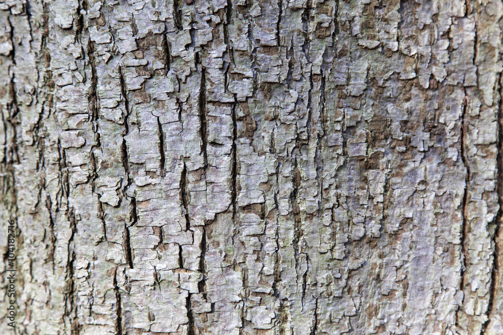 abstract pattern of bark on tilia cordata or little leaved linde abstract pattern of bark on tilia cordata or little leaved linde