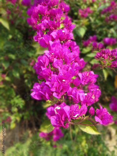 Purple Bougainvillea flowers
