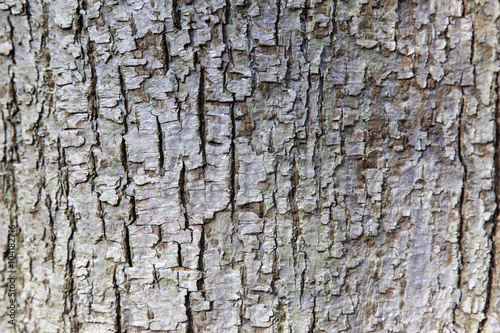 Canvas-taulu abstract pattern of bark on tilia cordata or little leaved linde