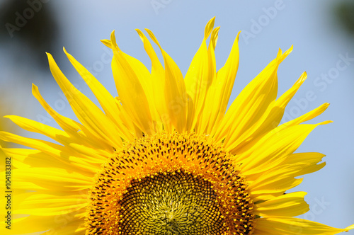 Part of sunflowers in winter season.