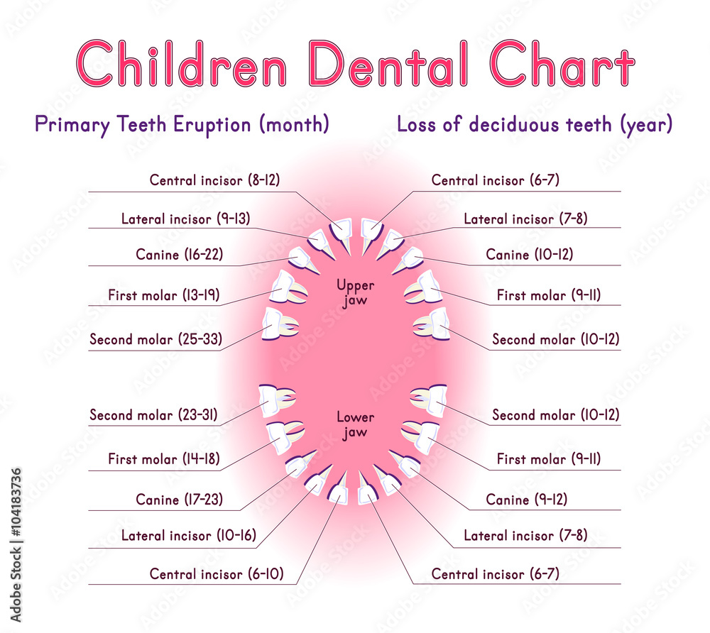 Children Teeth Anatomy Shows Eruption And Shedding Time Dental Titles