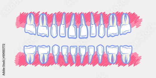 Children Teeth anatomy. Panoramic dental scan teeth child's. Upper and lower jaws of baby's skull