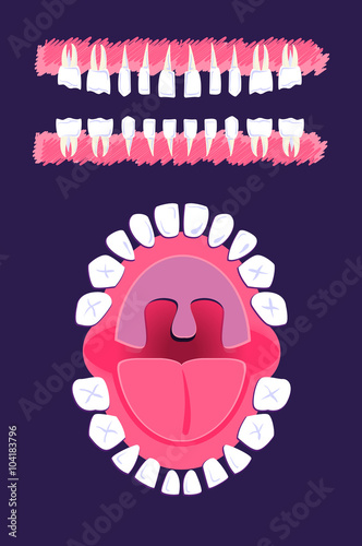 Oral cavity, teeth, tongue, tonsils, jaw - Children oral anatomy. Panoramic dental scan teeth child's. Upper and lower jaws of child isolated on dark background