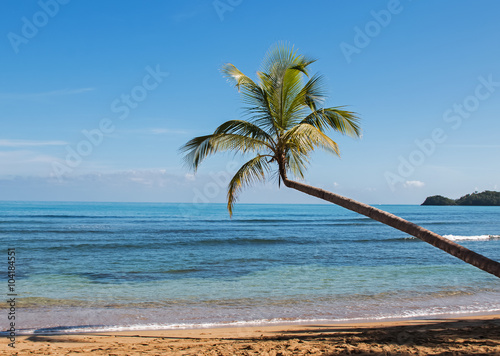 Fototapeta Naklejka Na Ścianę i Meble -  Tropic palm