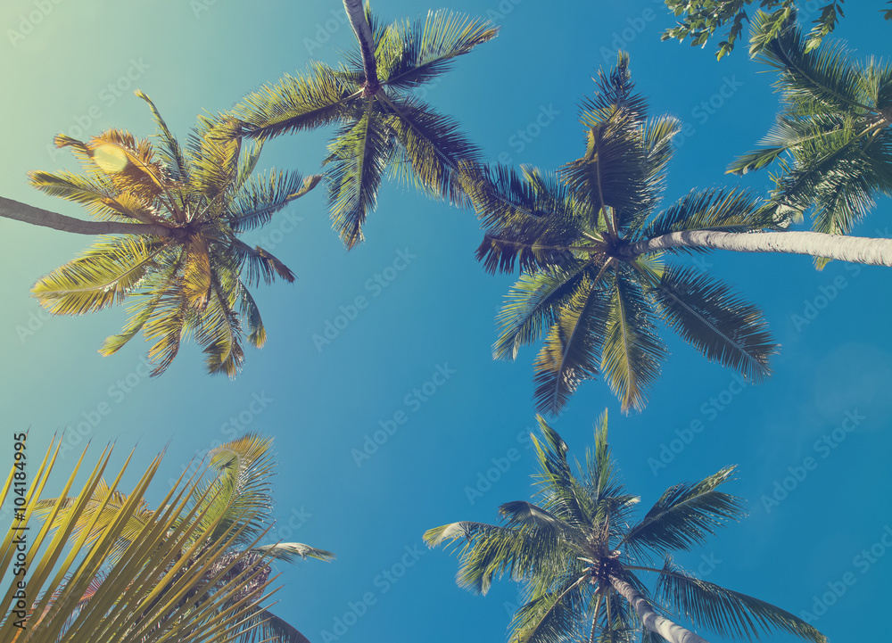 Obraz premium Tropic palm trees, toned photo