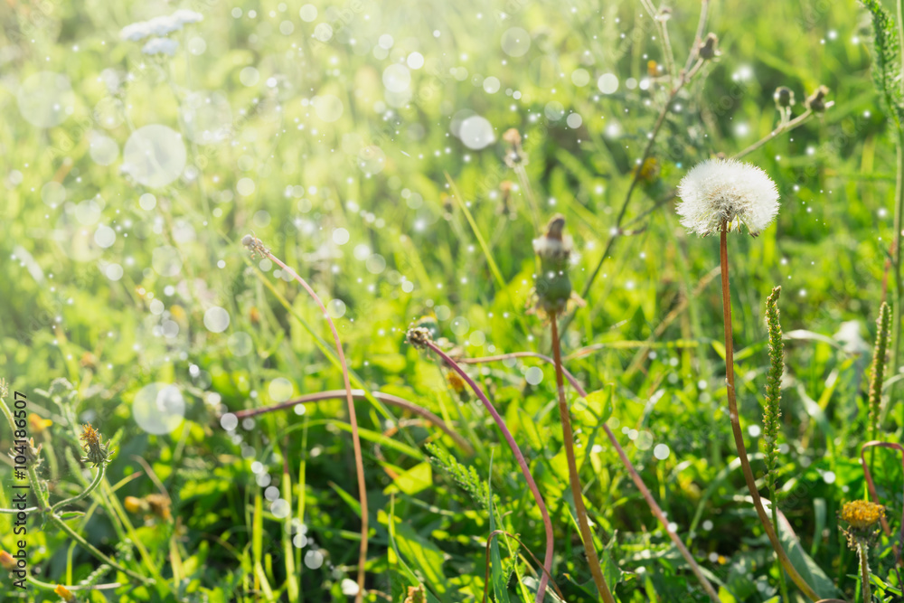 dandelions on summer field with sun rays, blurred bright background selected focus, blur, summer, spring, sun