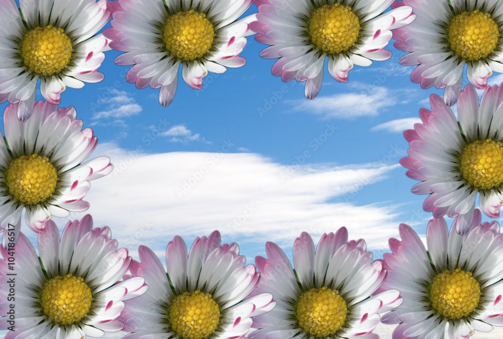 Fototapeta premium 144 - daisy flower 