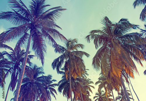 Tropic palms, toned photo