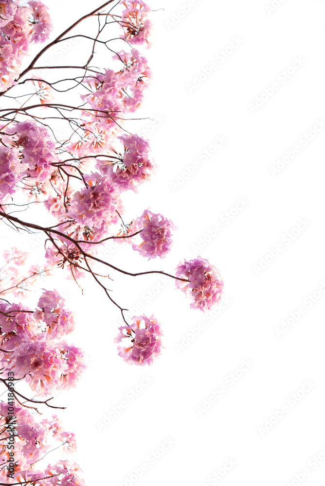 Pink flowers, pink trumpet tree