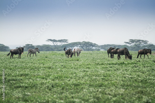 Great Migrations in The Serengeti National Park 