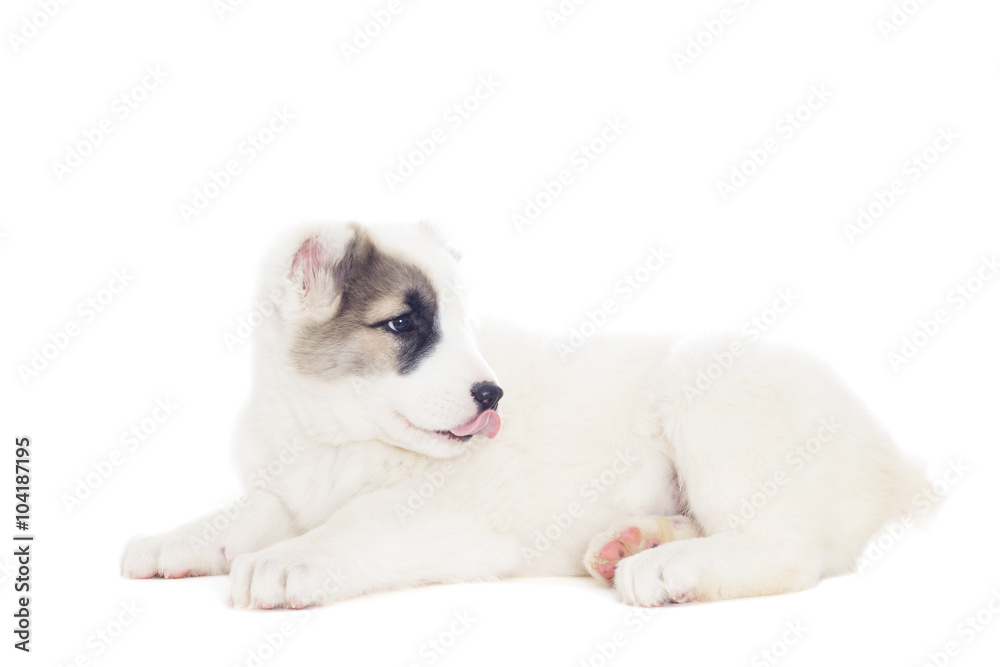 puppy Shepherd lying puppy Shepherd lying