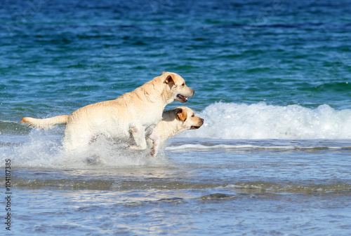 labradors at the sea with a ball