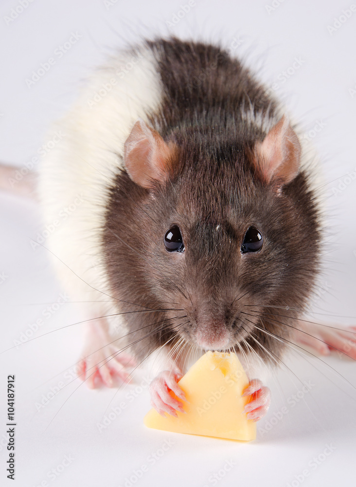 Closeup of a black and white rat eating cheese Stock Photo Adobe