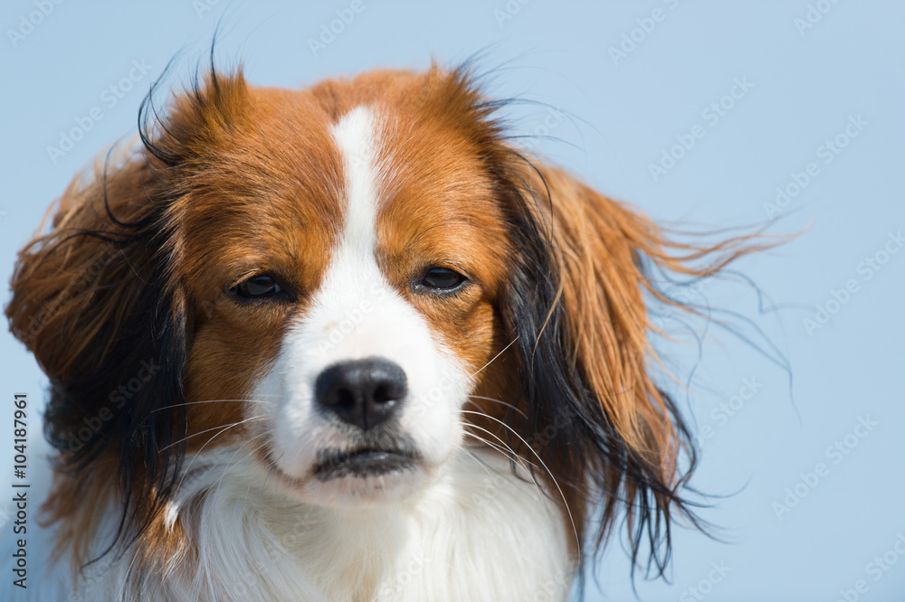 Naklejka premium Portrait young dog