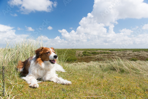 Dog on Dutch island Terschelling photo