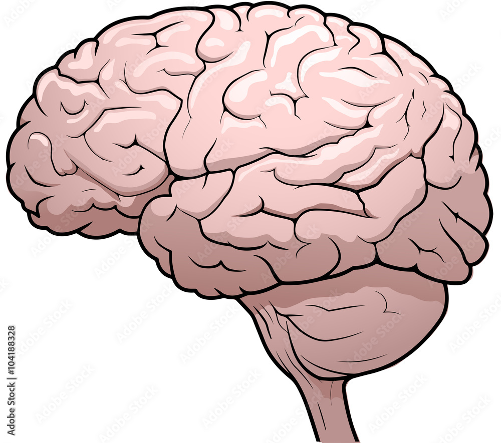 Human Brain Drawing Stock Vector | Adobe Stock