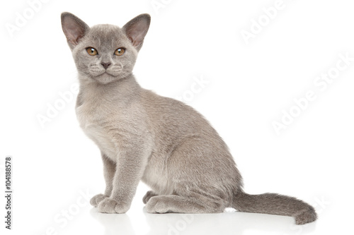 Burmese kitten in front of white background