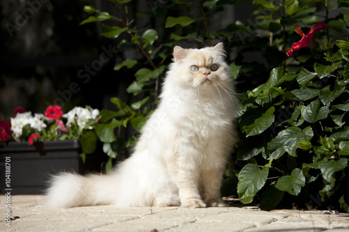 himalayan cat