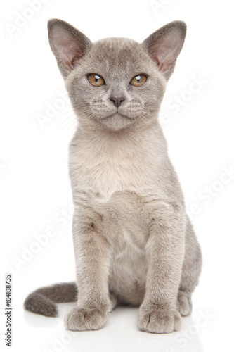 Small gray kitten on white © jagodka