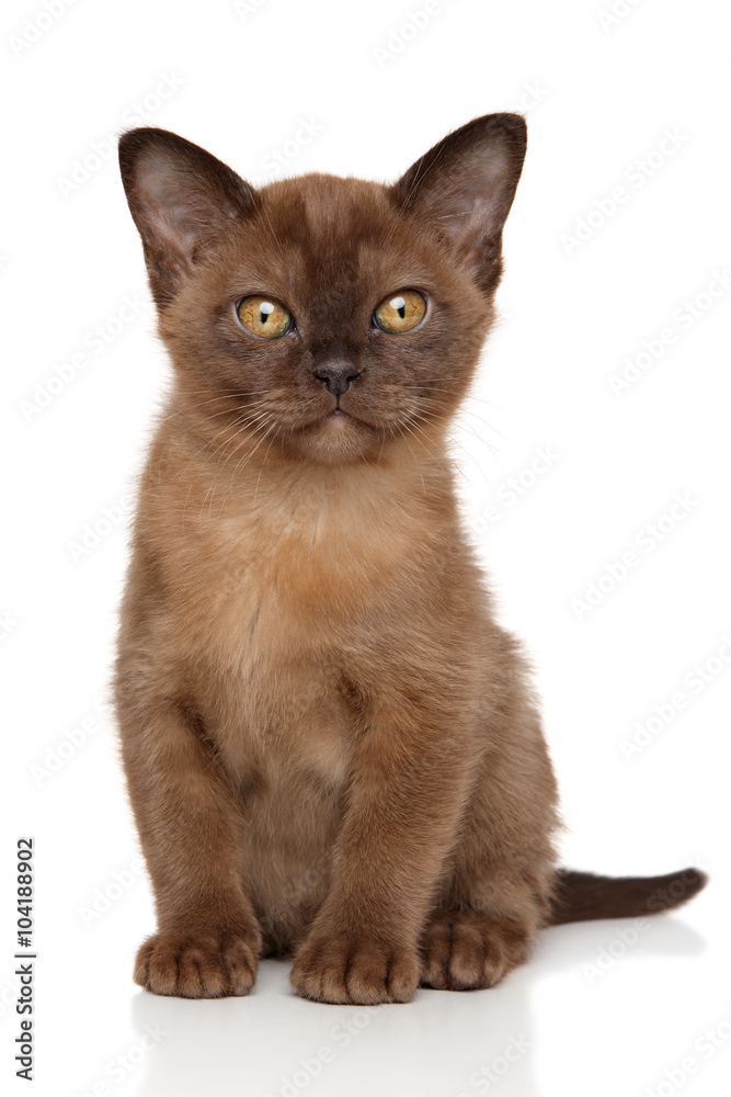 Burma kitten in front of white background