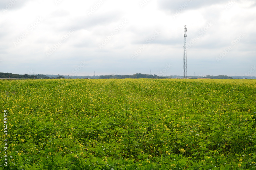 Rapeseed field