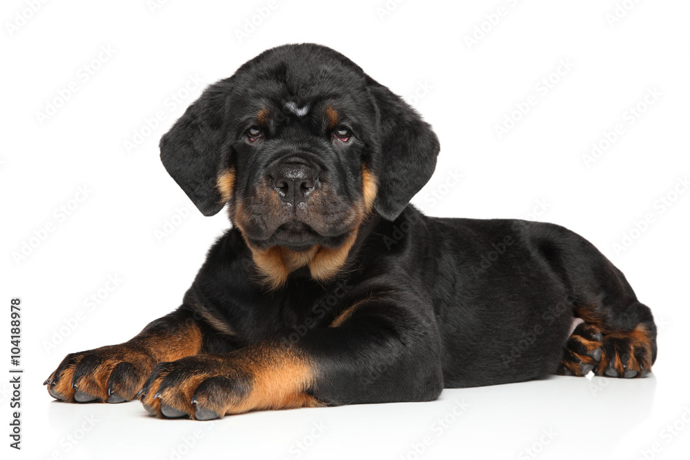Rottweiler puppy lies down on white Rottweiler puppy lies down on white