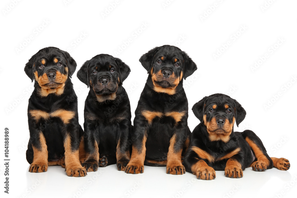 Group of Rottweiler puppies Group of Rottweiler puppies