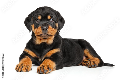 Fototapeta Naklejka Na Ścianę i Meble -  Rottweiler puppy lies down on white
