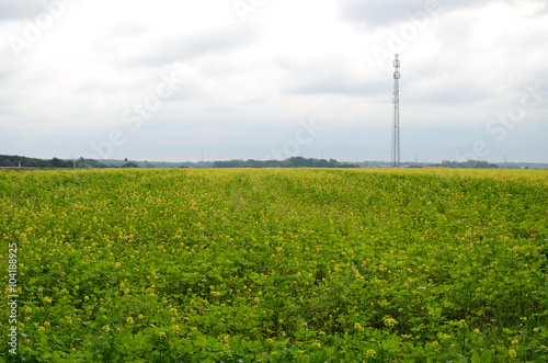 Obraz na płótnie Rapeseed field w salonie