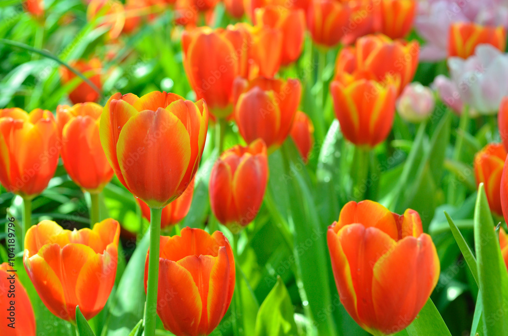 Field of many Red tulips