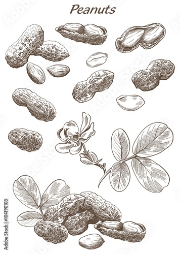 peanuts set of sketches