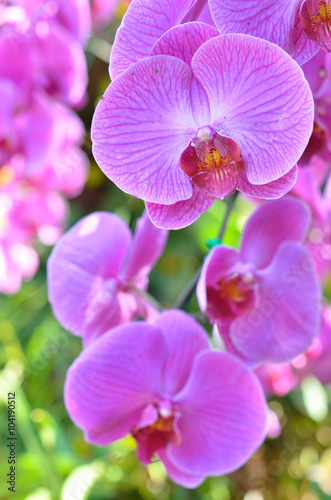 Colorful of orchid in garden