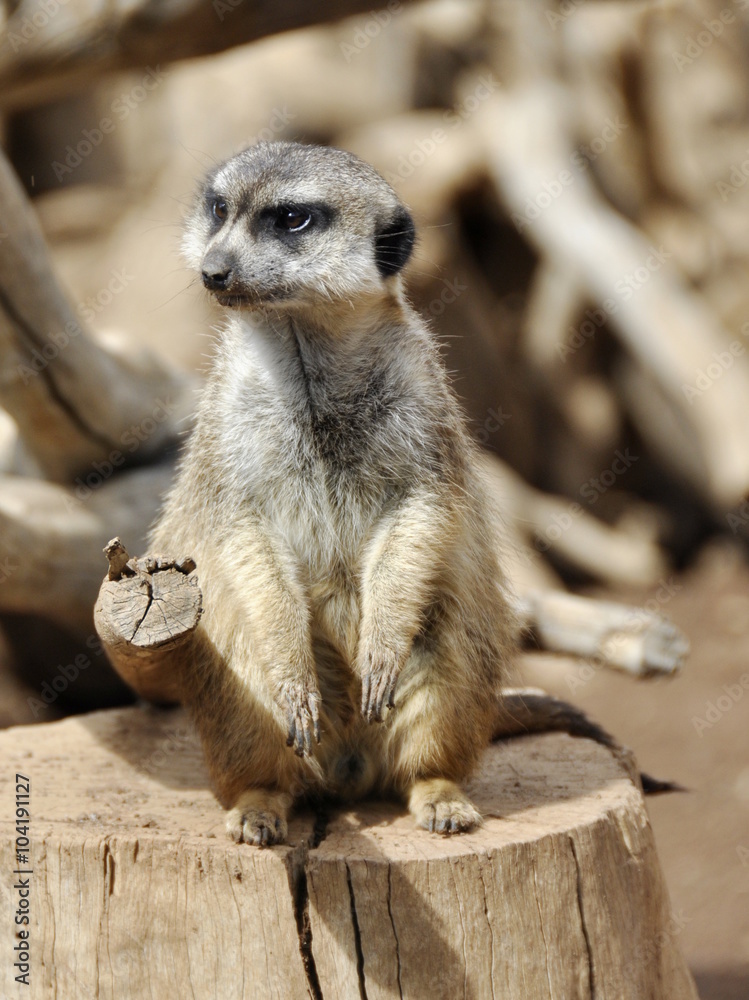 Fototapeta premium Meerkat keep watch