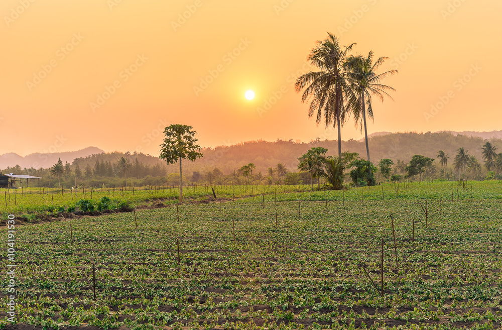 Vegetable garden and coconut palm tree at sunset.