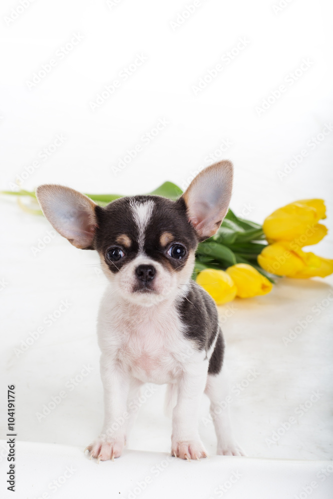 Chihuahua dog with yellow tulips 