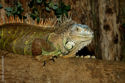 Green Iguana