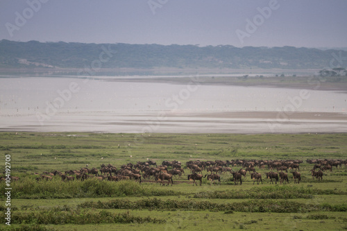 Great Migrations in The Serengeti National Park
