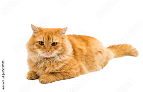 Fototapeta Naklejka Na Ścianę i Meble -  red cat isolated