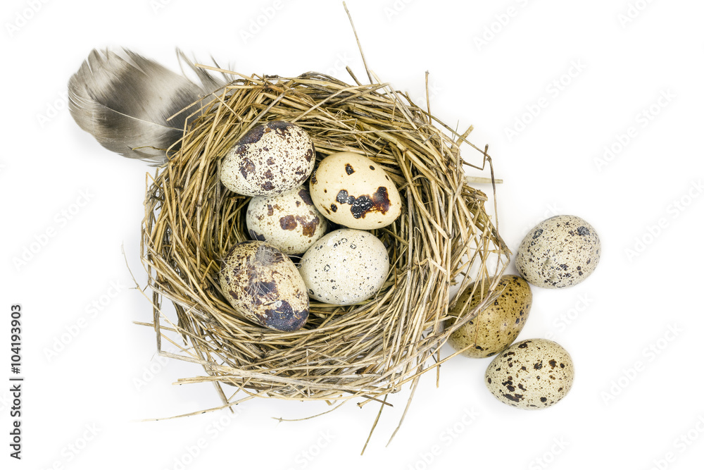 Obraz premium Quail eggs and a nest of grass.