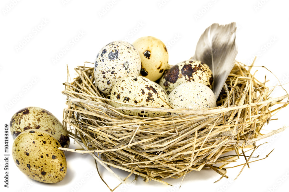 Feather and motley quail eggs. Feather and motley quail eggs.