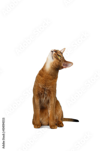  Funny Abyssinian Cat Sitting and Curiosity Looking up isolated White