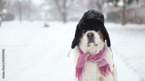 Saint Bernard dog sitting in snow with Russian hat, video